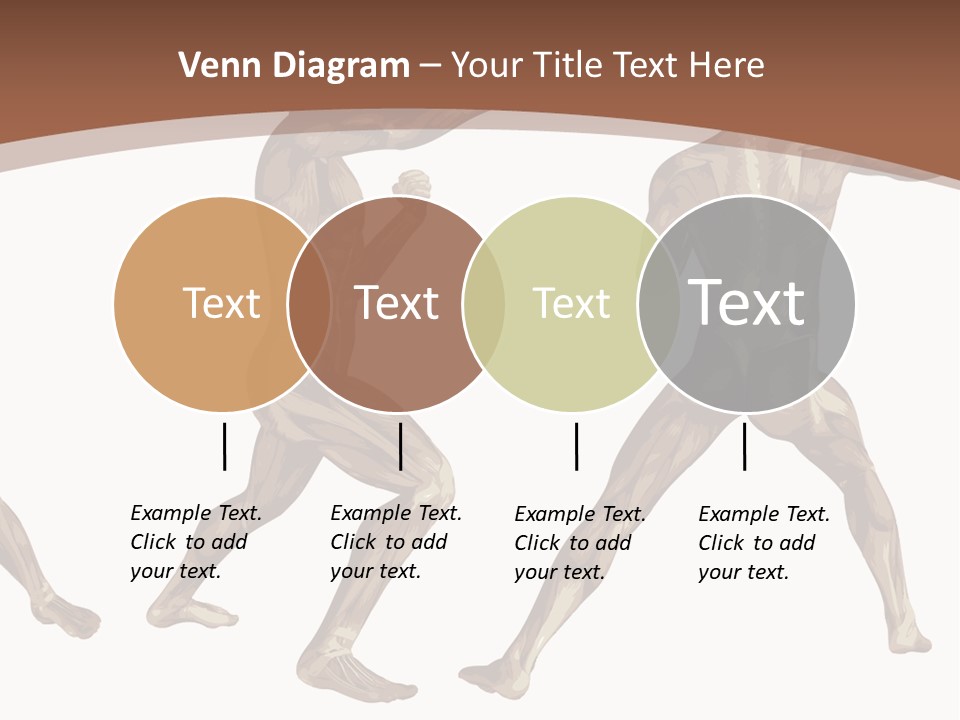 Skin Musculature Anatomical PowerPoint Template