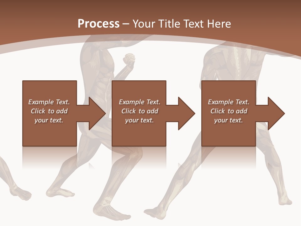 Skin Musculature Anatomical PowerPoint Template