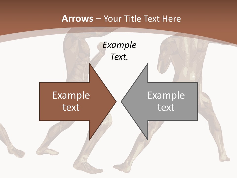 Skin Musculature Anatomical PowerPoint Template