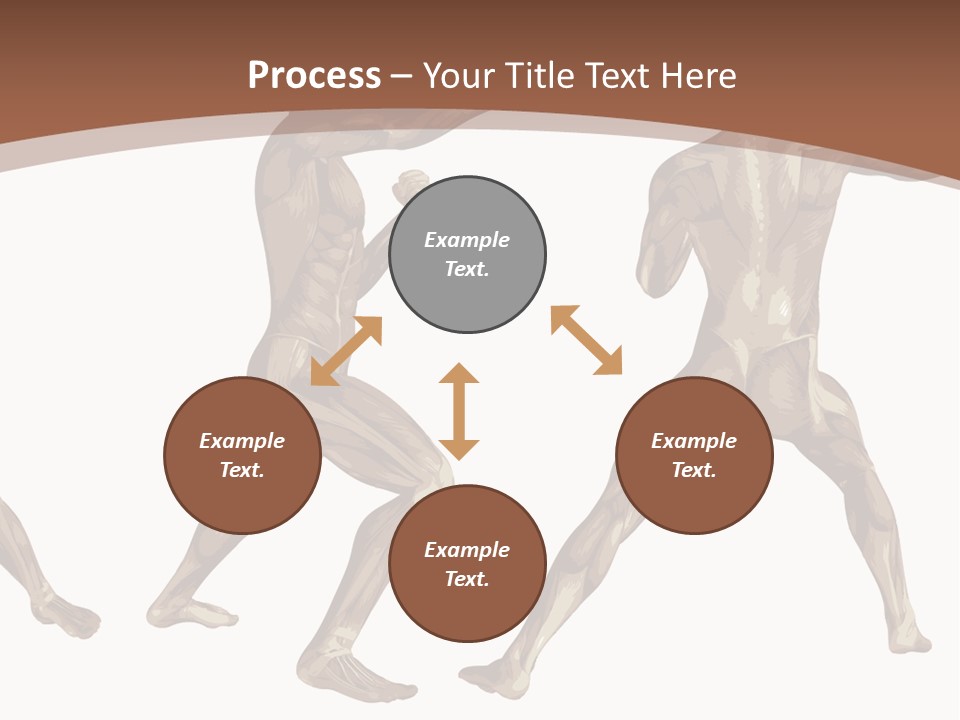 Skin Musculature Anatomical PowerPoint Template