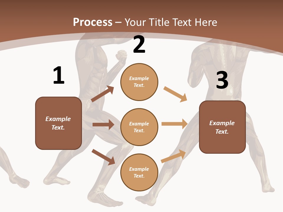Skin Musculature Anatomical PowerPoint Template