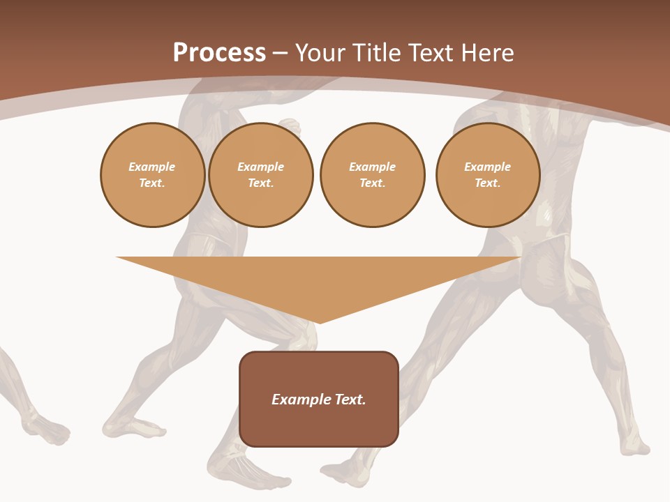 Skin Musculature Anatomical PowerPoint Template