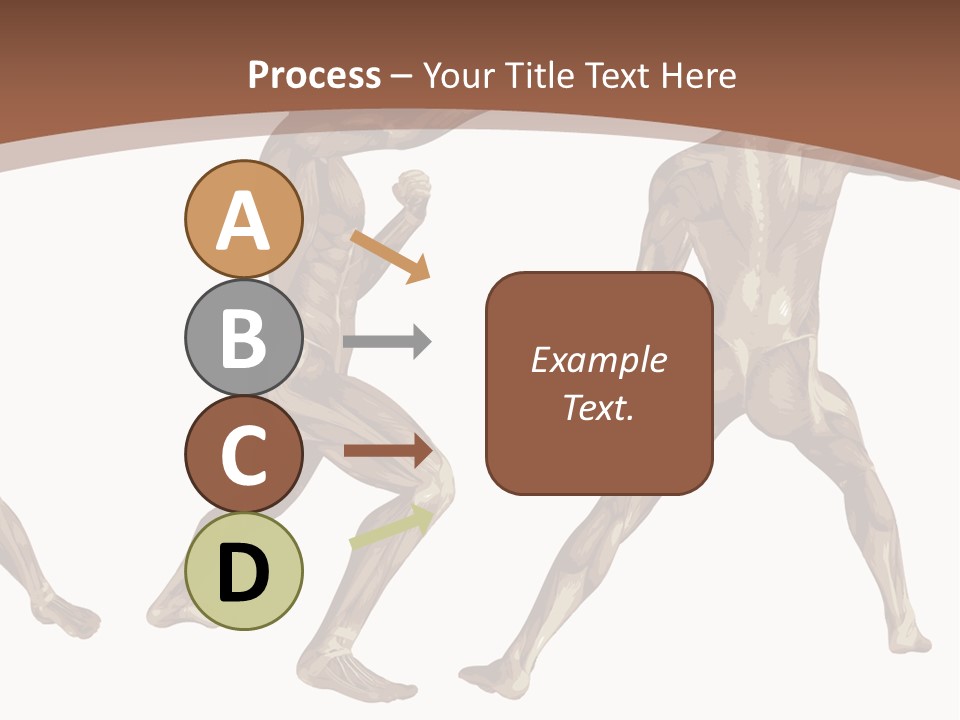 Skin Musculature Anatomical PowerPoint Template