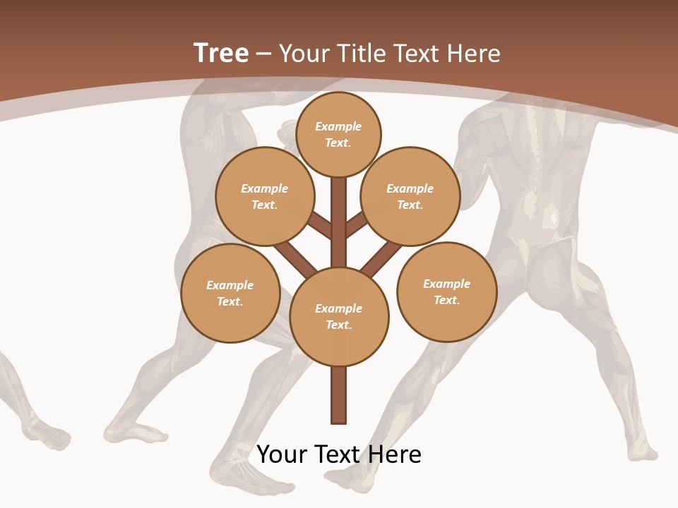 Skin Musculature Anatomical PowerPoint Template