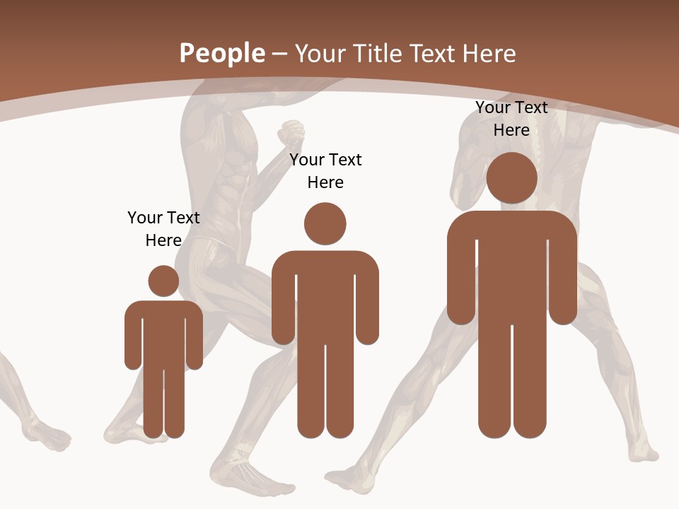 Skin Musculature Anatomical PowerPoint Template