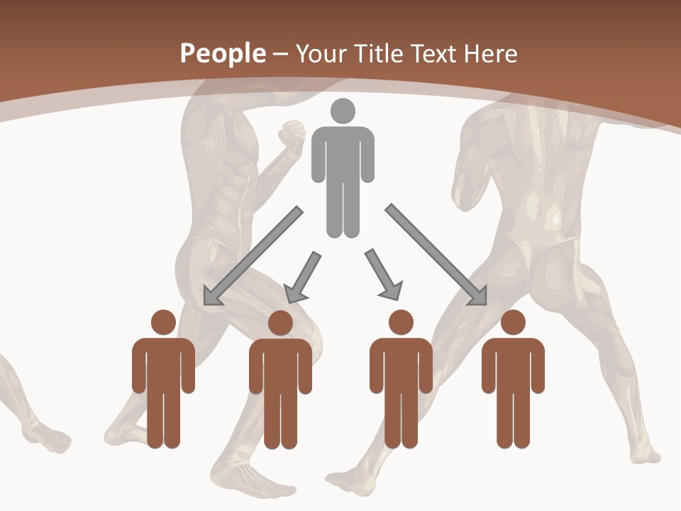 Skin Musculature Anatomical PowerPoint Template