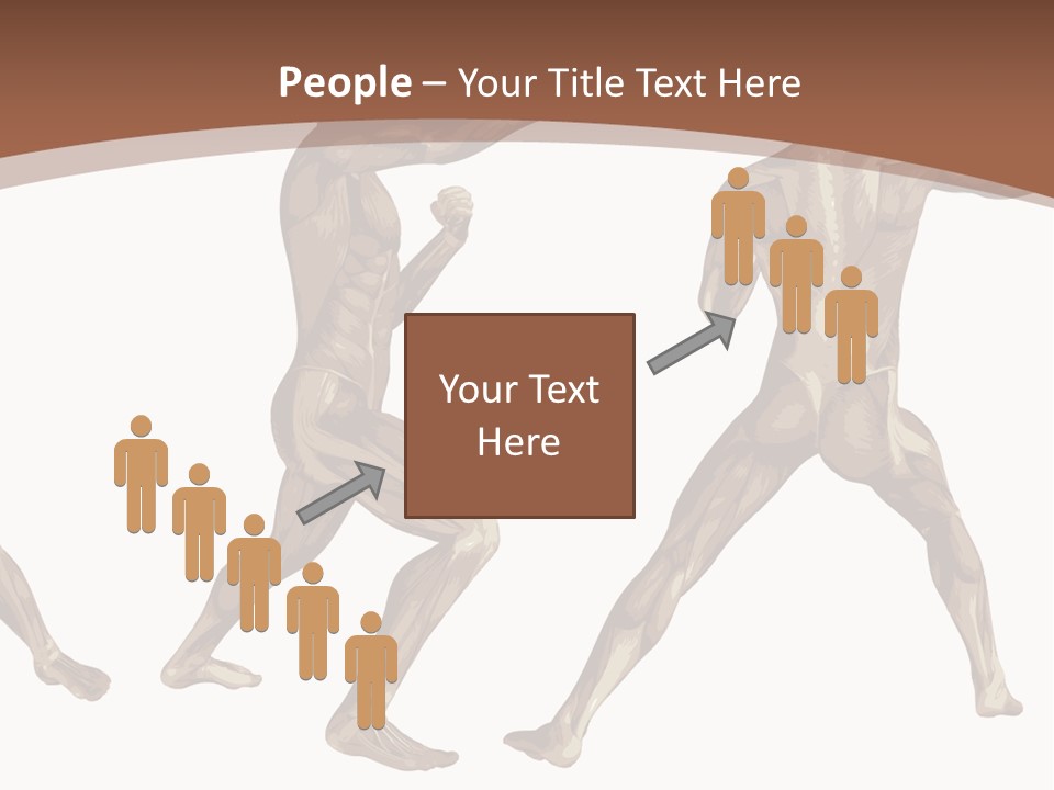 Skin Musculature Anatomical PowerPoint Template