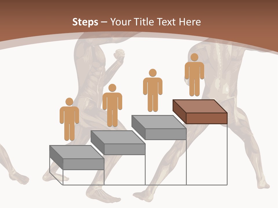 Skin Musculature Anatomical PowerPoint Template