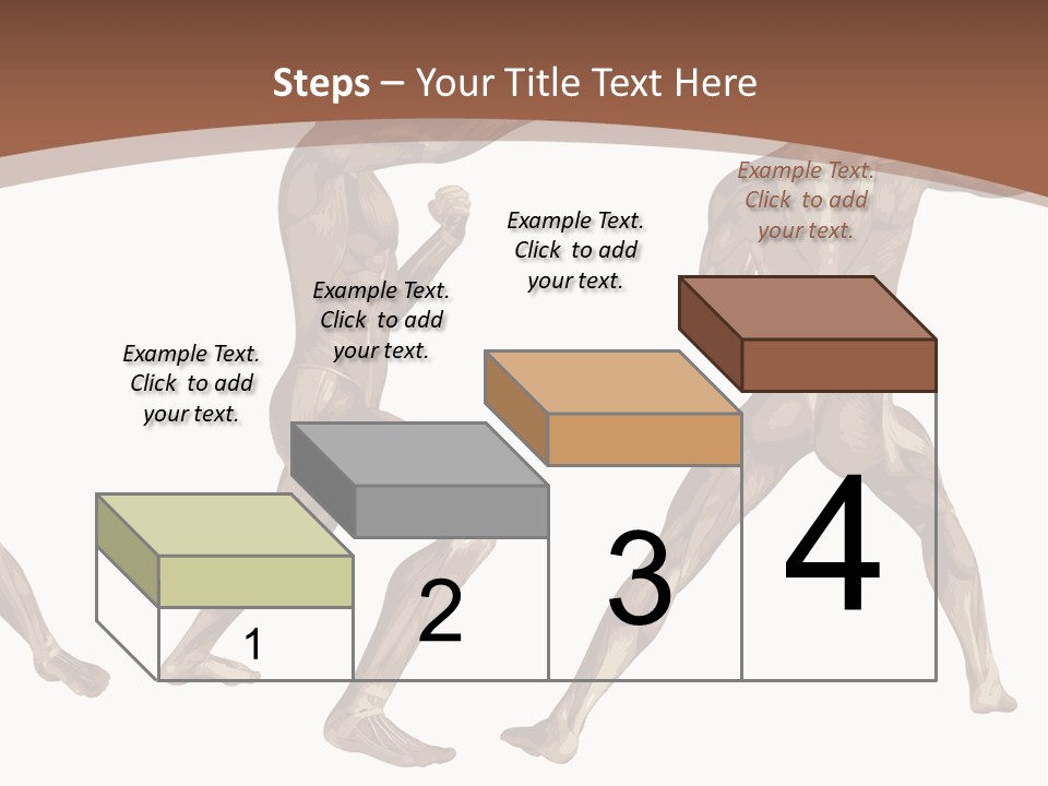Skin Musculature Anatomical PowerPoint Template