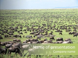 Plain Animal Tanzania PowerPoint Template