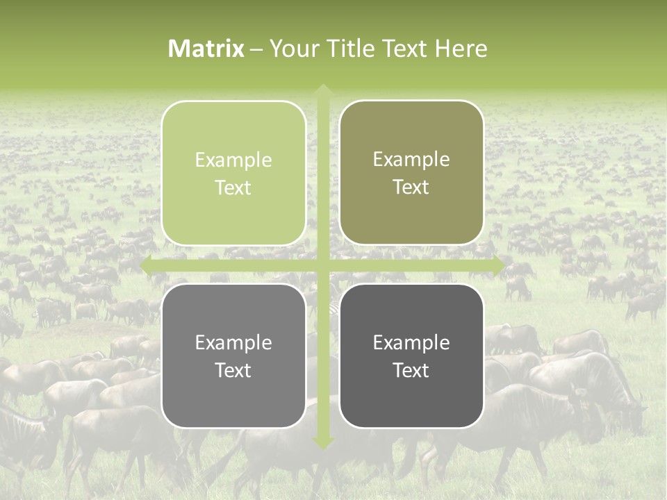 Plain Animal Tanzania PowerPoint Template