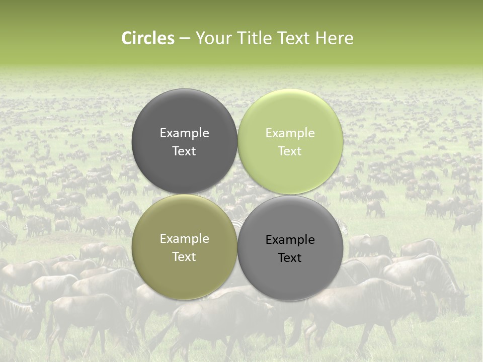 Plain Animal Tanzania PowerPoint Template