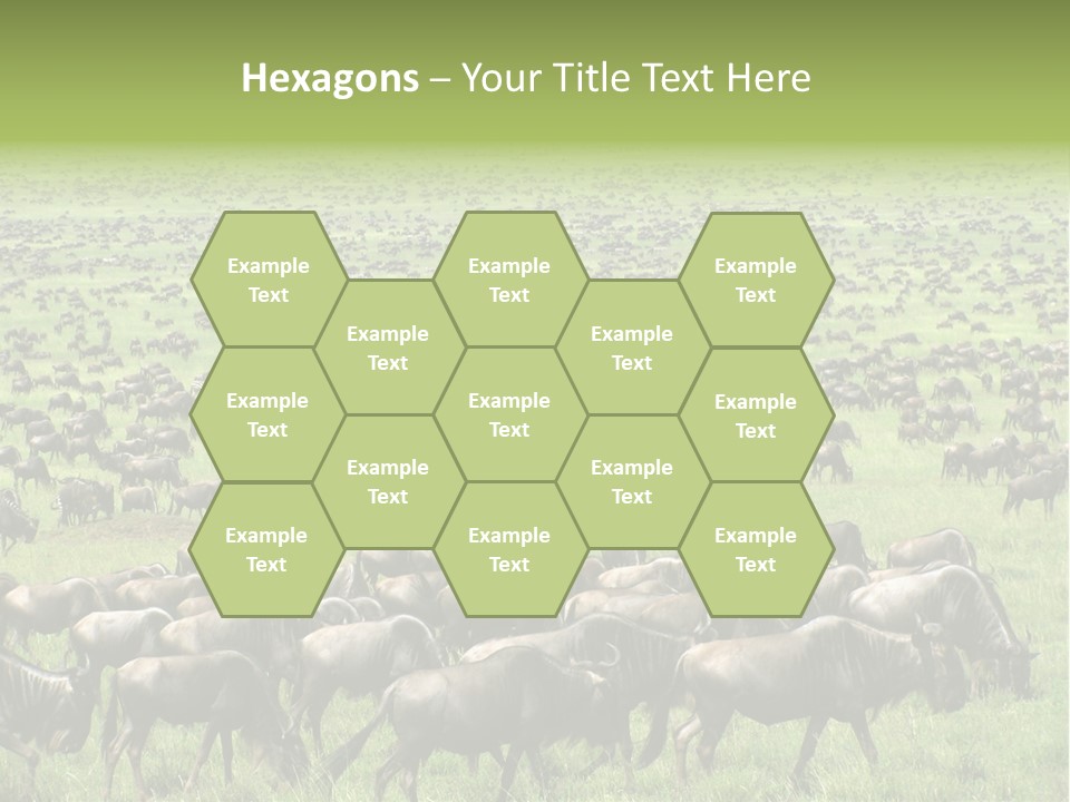 Plain Animal Tanzania PowerPoint Template