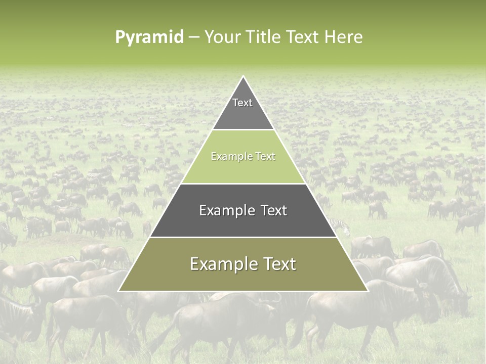 Plain Animal Tanzania PowerPoint Template