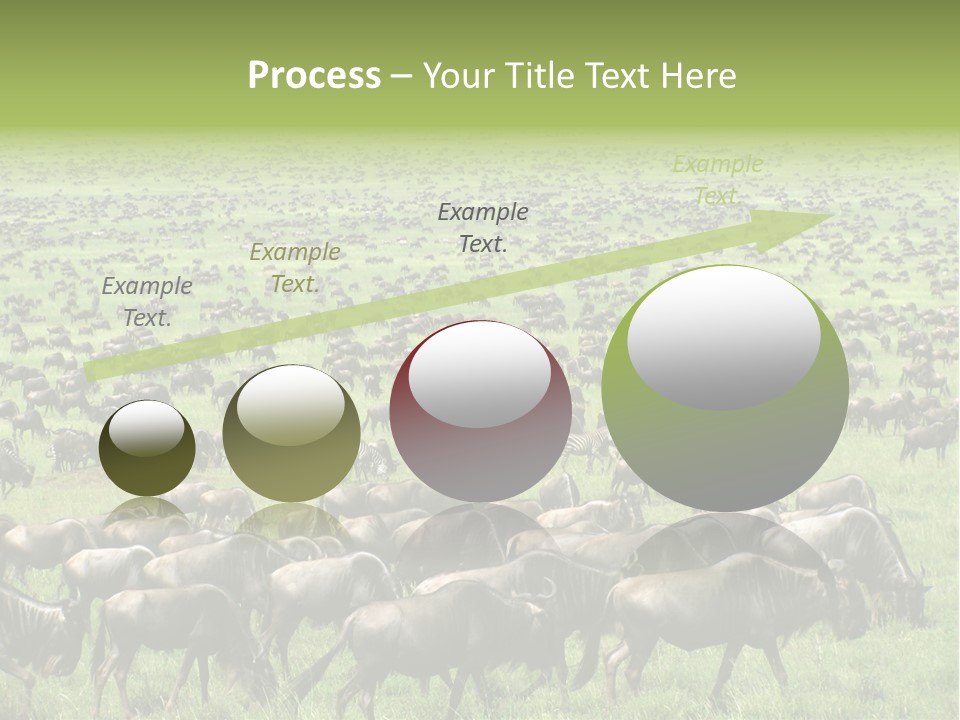 Plain Animal Tanzania PowerPoint Template