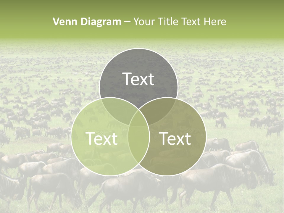 Plain Animal Tanzania PowerPoint Template