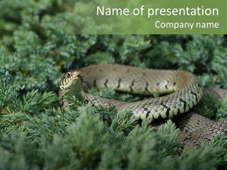 Natrix Natrix Grass Snake With Tongue Out Natrix PowerPoint Template