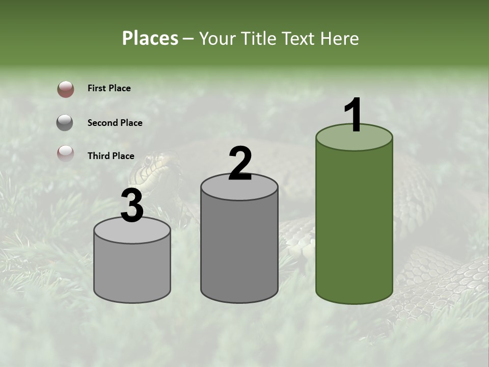 Natrix Natrix Grass Snake With Tongue Out Natrix PowerPoint Template