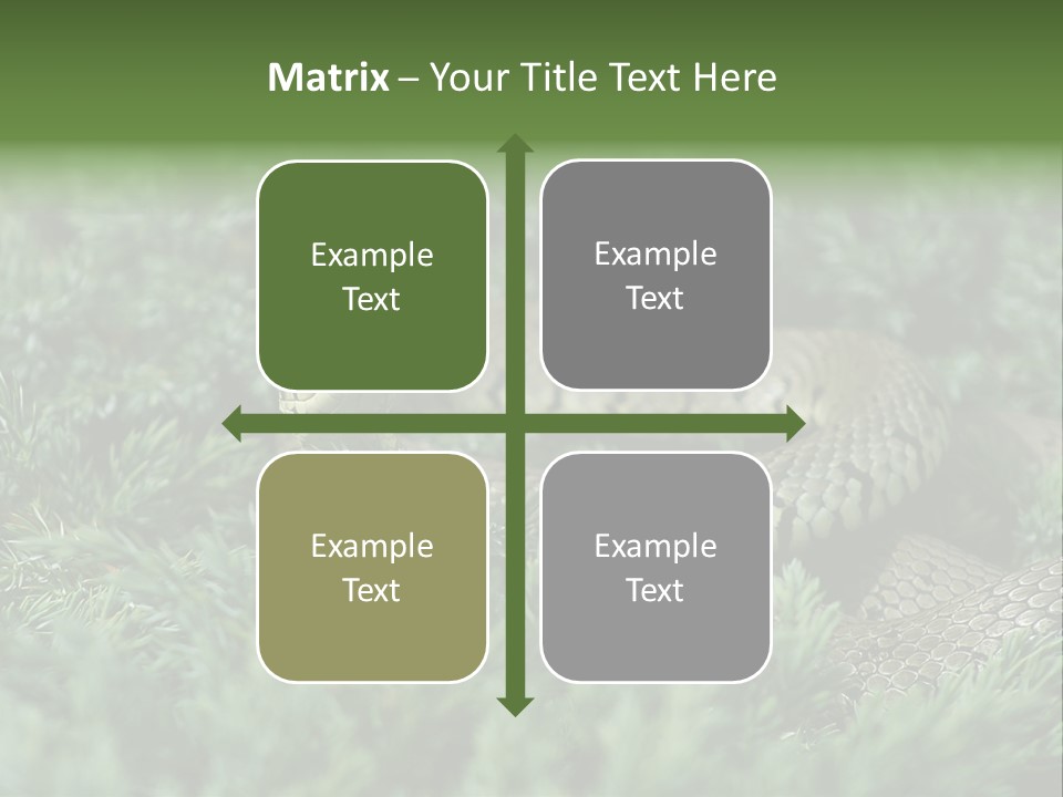 Natrix Natrix Grass Snake With Tongue Out Natrix PowerPoint Template