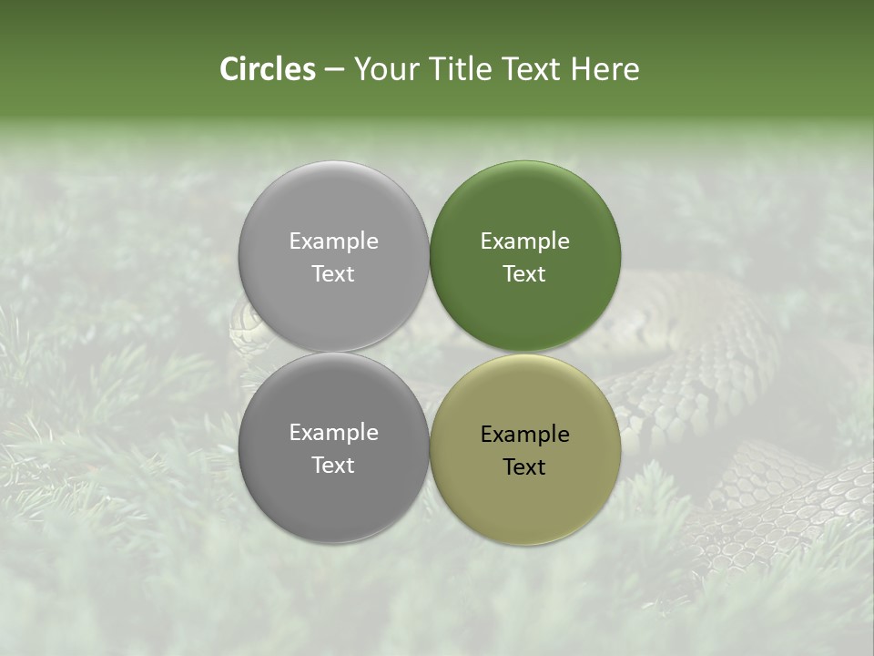 Natrix Natrix Grass Snake With Tongue Out Natrix PowerPoint Template