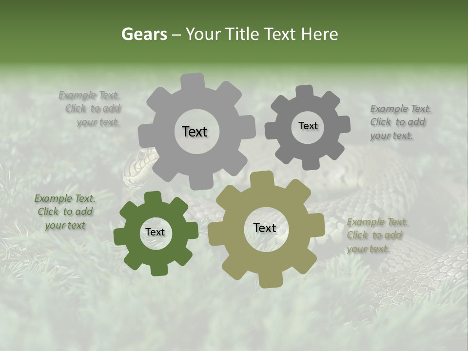 Natrix Natrix Grass Snake With Tongue Out Natrix PowerPoint Template