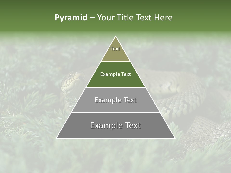 Natrix Natrix Grass Snake With Tongue Out Natrix PowerPoint Template