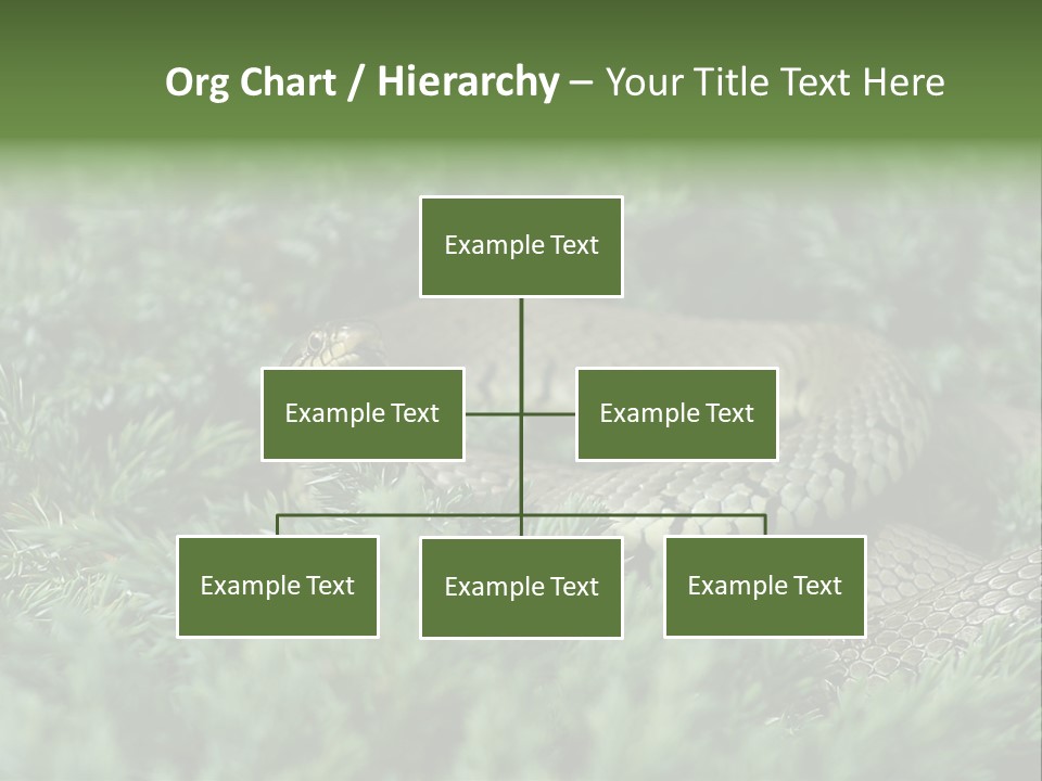 Natrix Natrix Grass Snake With Tongue Out Natrix PowerPoint Template