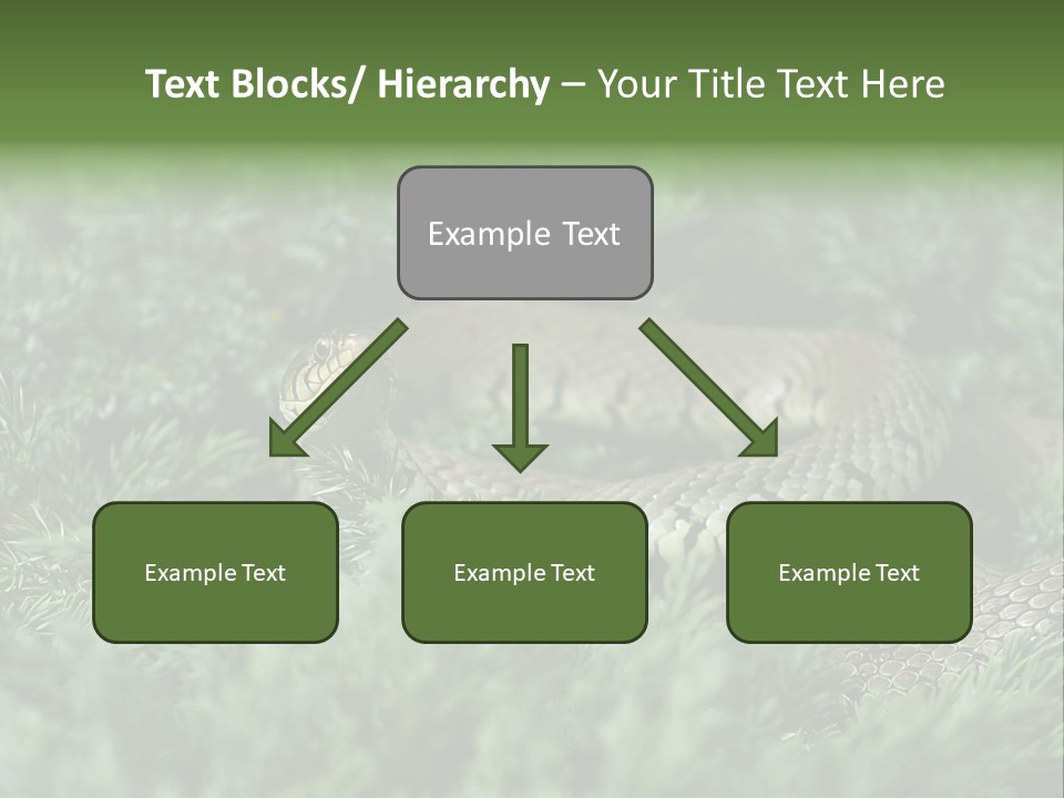 Natrix Natrix Grass Snake With Tongue Out Natrix PowerPoint Template