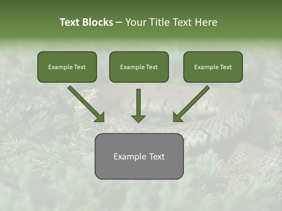 Natrix Natrix Grass Snake With Tongue Out Natrix PowerPoint Template