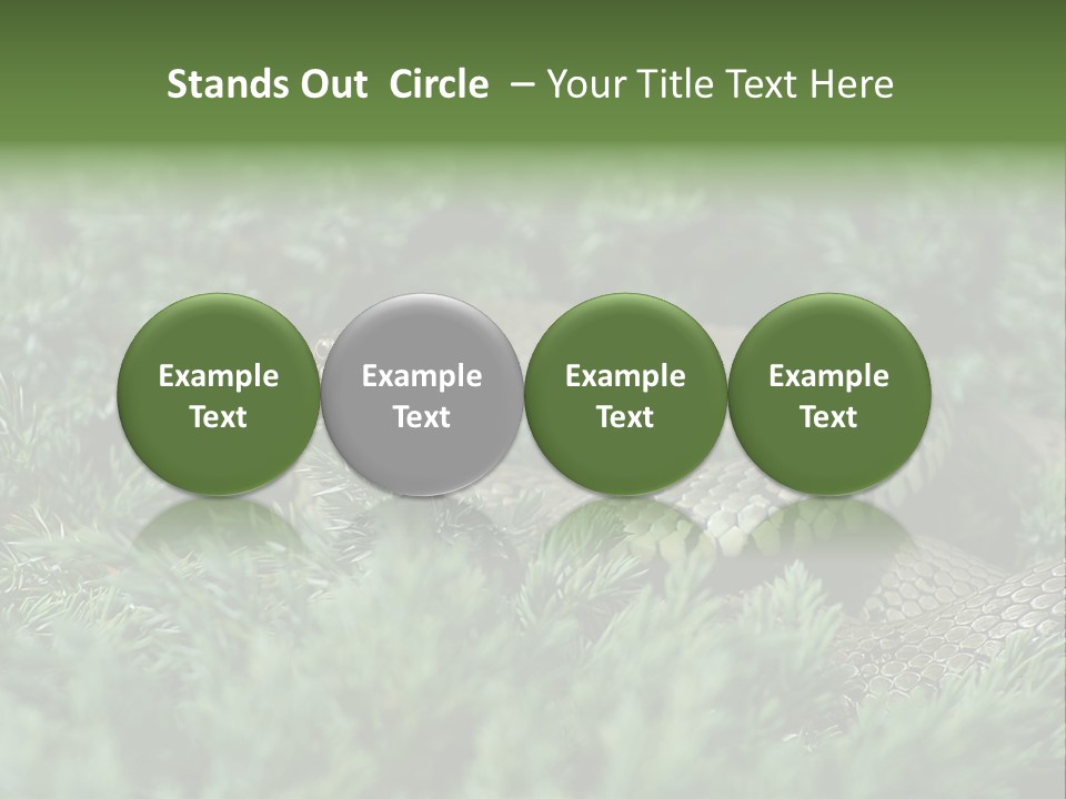 Natrix Natrix Grass Snake With Tongue Out Natrix PowerPoint Template