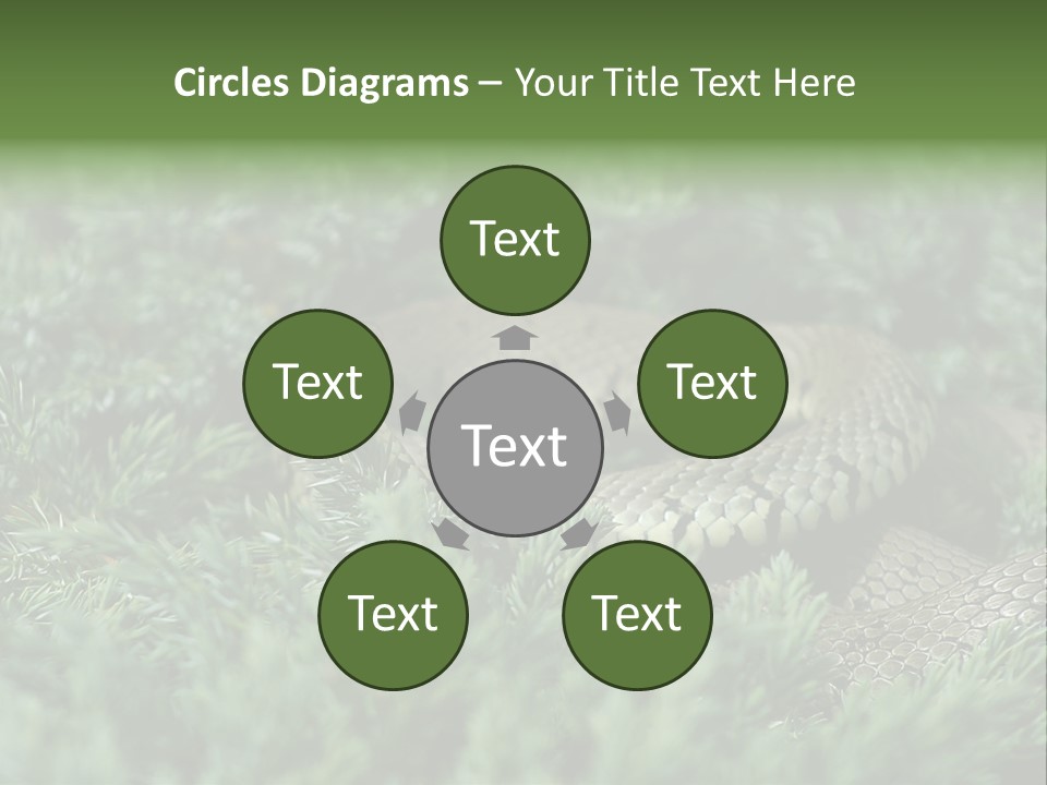 Natrix Natrix Grass Snake With Tongue Out Natrix PowerPoint Template