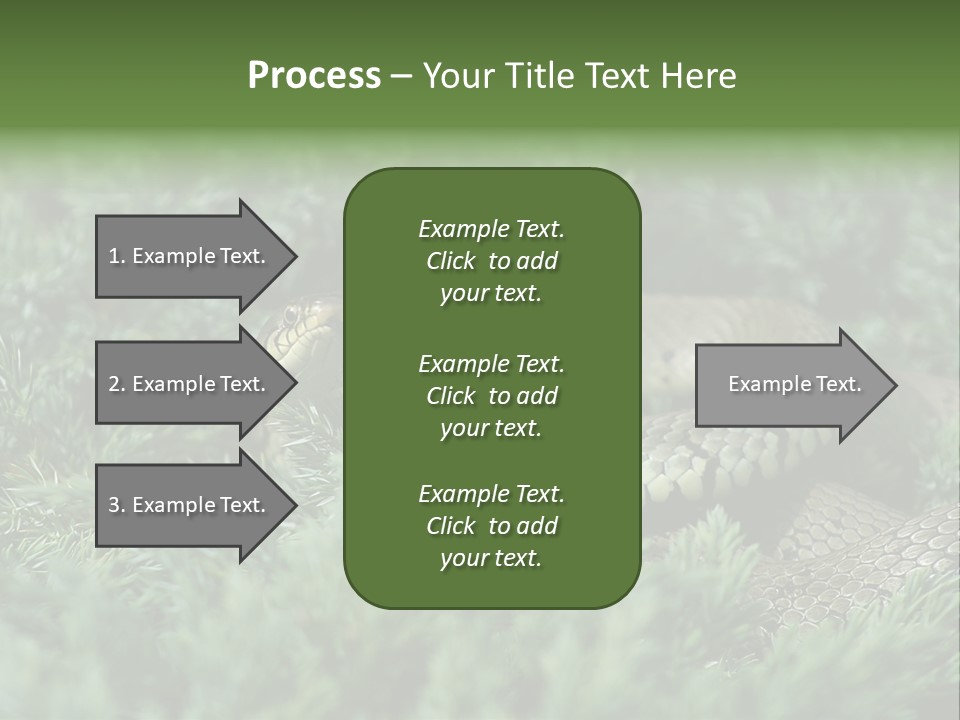 Natrix Natrix Grass Snake With Tongue Out Natrix PowerPoint Template
