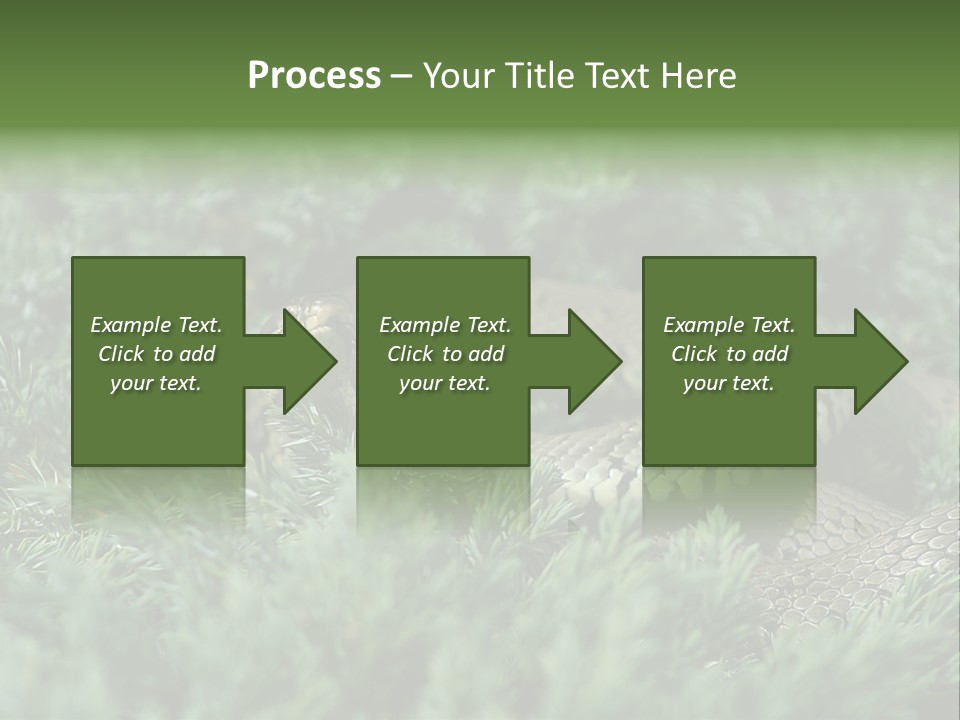 Natrix Natrix Grass Snake With Tongue Out Natrix PowerPoint Template