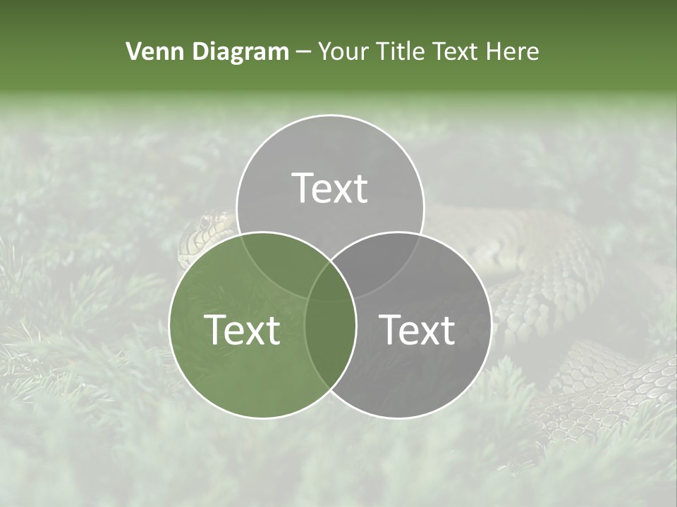 Natrix Natrix Grass Snake With Tongue Out Natrix PowerPoint Template