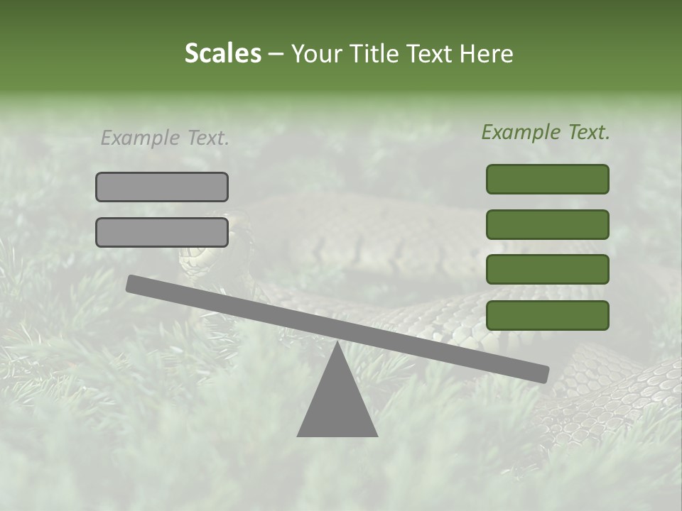 Natrix Natrix Grass Snake With Tongue Out Natrix PowerPoint Template