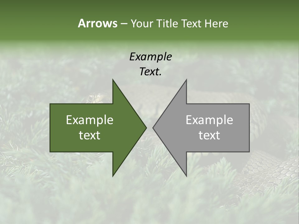 Natrix Natrix Grass Snake With Tongue Out Natrix PowerPoint Template