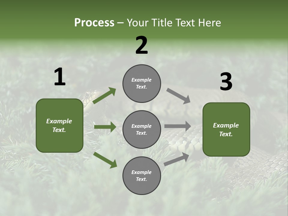 Natrix Natrix Grass Snake With Tongue Out Natrix PowerPoint Template