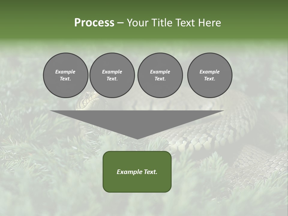 Natrix Natrix Grass Snake With Tongue Out Natrix PowerPoint Template