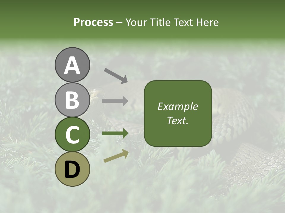 Natrix Natrix Grass Snake With Tongue Out Natrix PowerPoint Template