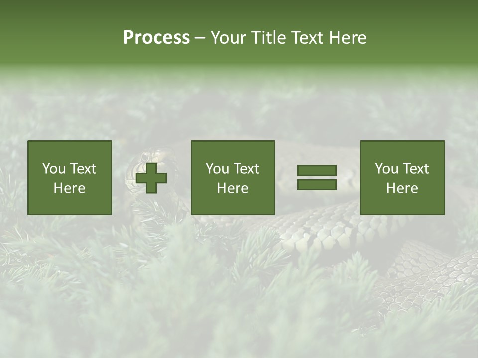 Natrix Natrix Grass Snake With Tongue Out Natrix PowerPoint Template