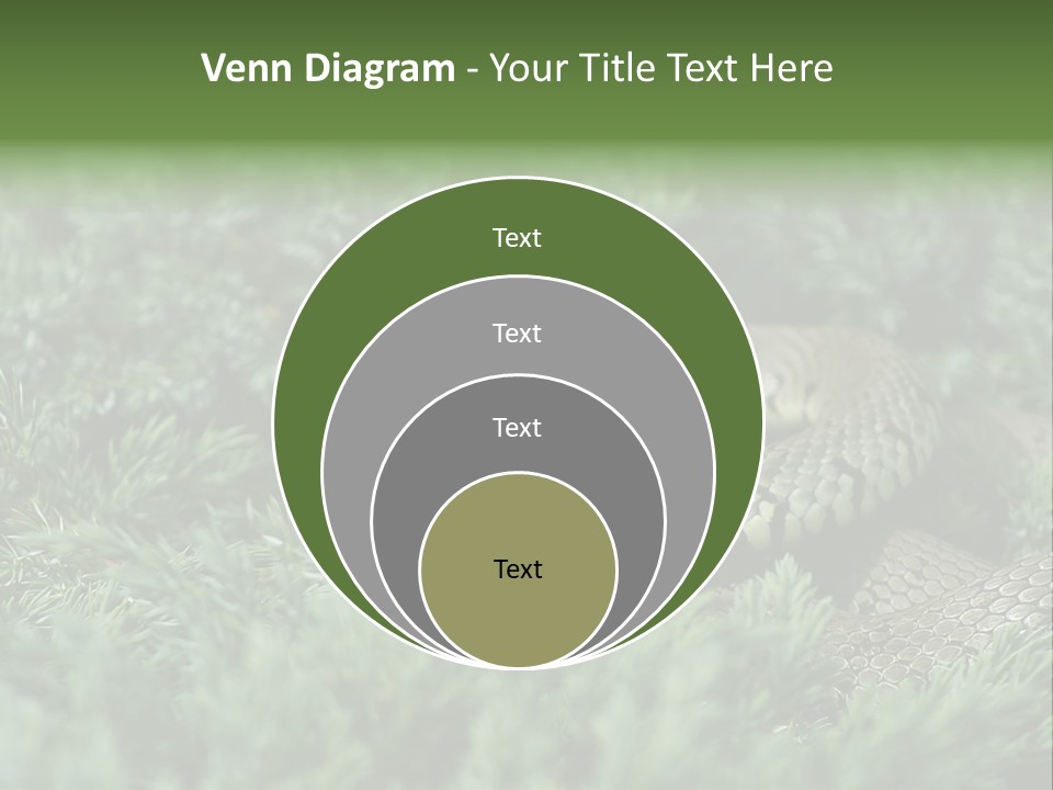 Natrix Natrix Grass Snake With Tongue Out Natrix PowerPoint Template