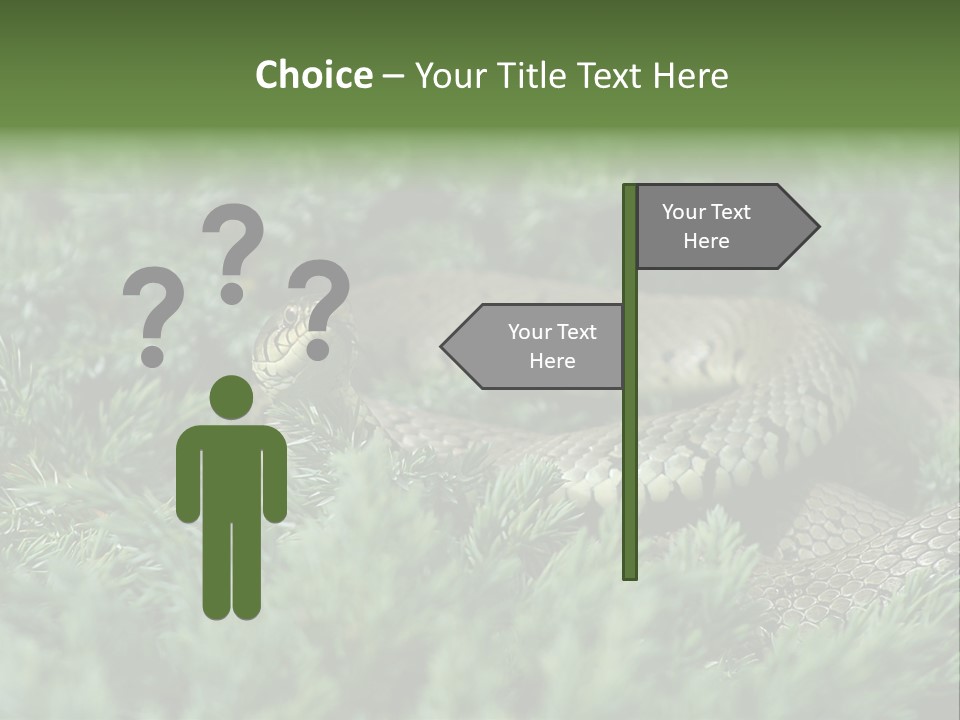 Natrix Natrix Grass Snake With Tongue Out Natrix PowerPoint Template