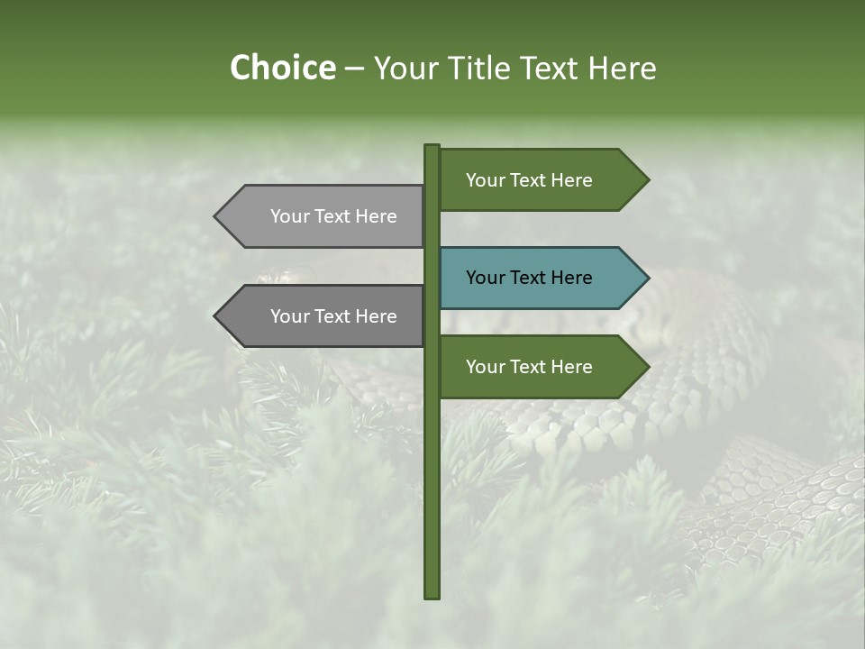 Natrix Natrix Grass Snake With Tongue Out Natrix PowerPoint Template