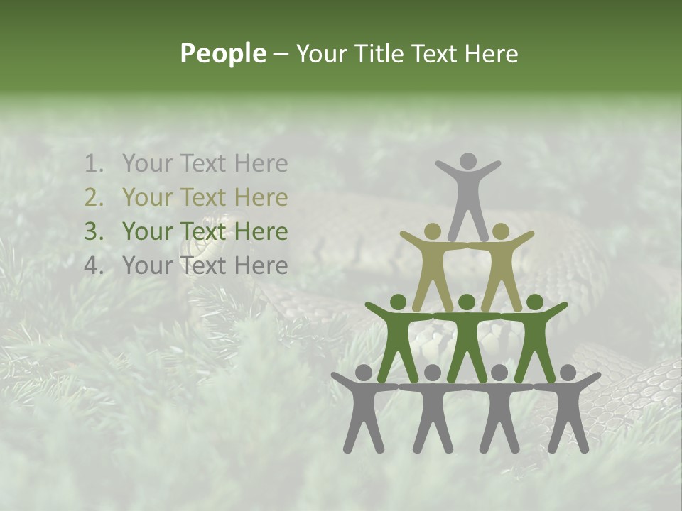 Natrix Natrix Grass Snake With Tongue Out Natrix PowerPoint Template