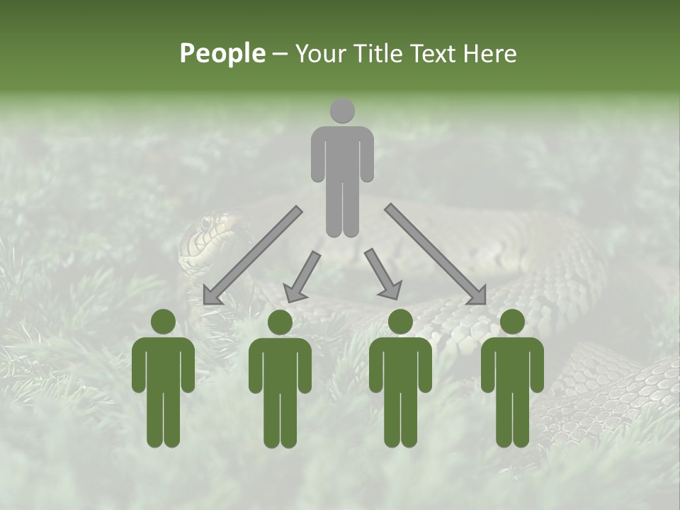 Natrix Natrix Grass Snake With Tongue Out Natrix PowerPoint Template