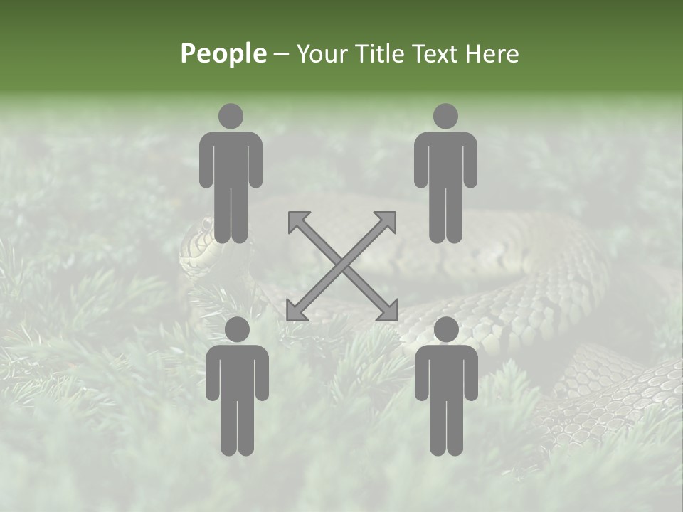 Natrix Natrix Grass Snake With Tongue Out Natrix PowerPoint Template