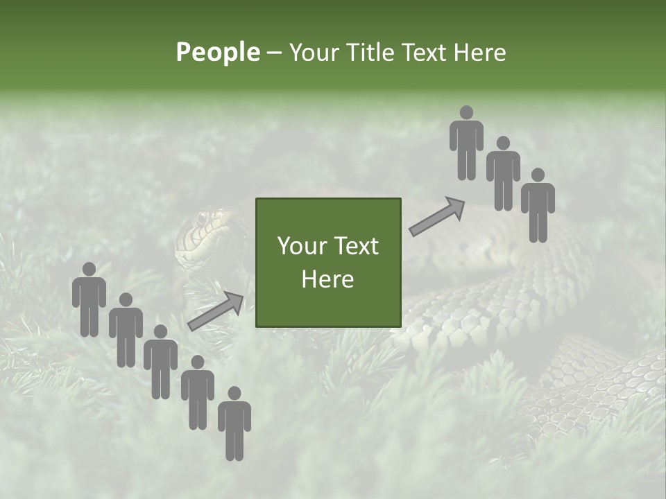 Natrix Natrix Grass Snake With Tongue Out Natrix PowerPoint Template