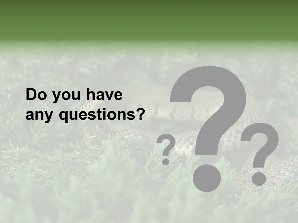 Natrix Natrix Grass Snake With Tongue Out Natrix PowerPoint Template