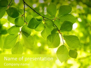 Park Green Woods PowerPoint Template