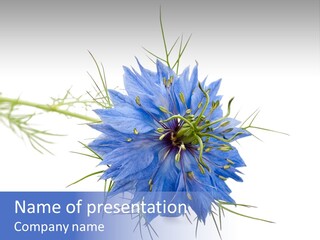 Caraway Flora Spice PowerPoint Template